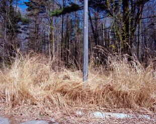 Mississauga-Gardens