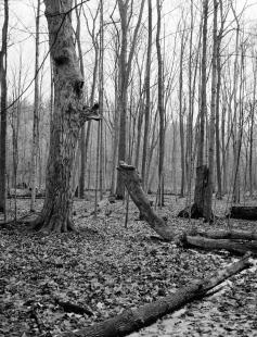 2016_ga645_acros_100_2_03