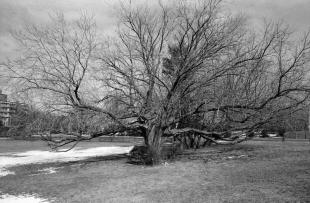 11_canada201003g28hp515